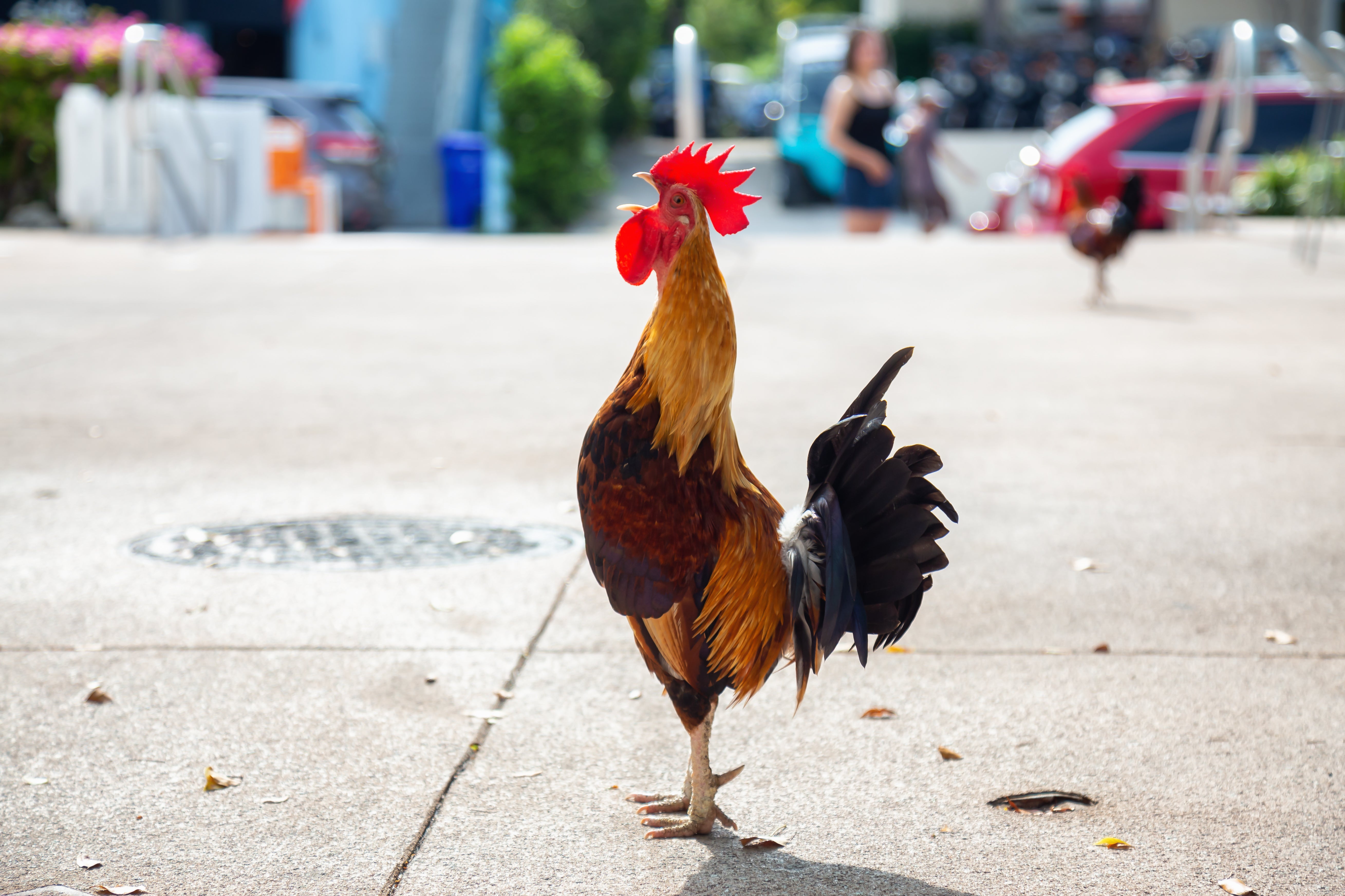 What's up with the chickens in Key West?