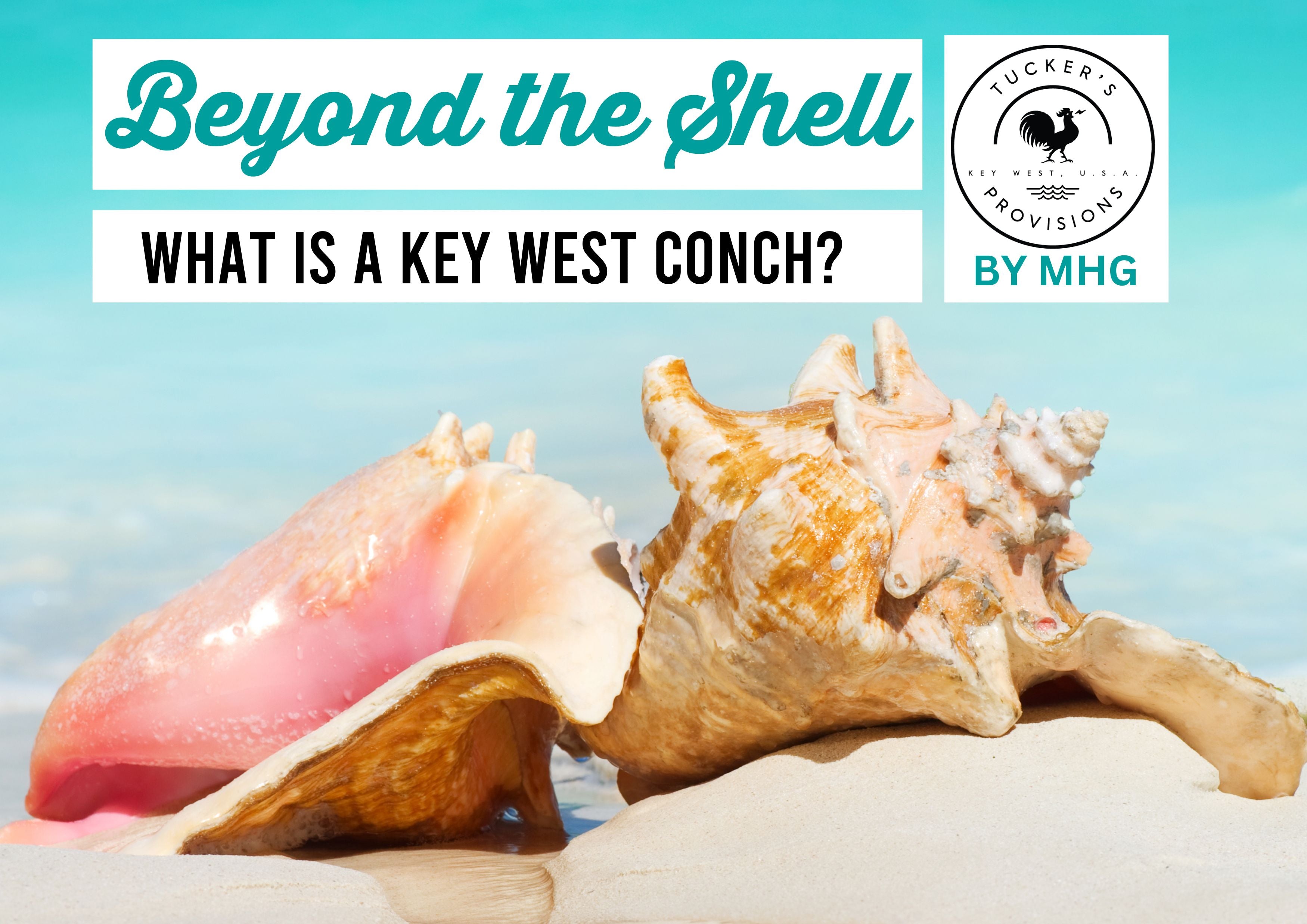 BEYOND THE SHELL - What is a Key West Conch?